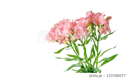 pink alstroemeria flower, Lily of the Incas, in vase on isolated white background 133586077