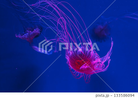underwater photos of jellyfish chrysaora pacifica jellyfish japanese sea nettle 133586094