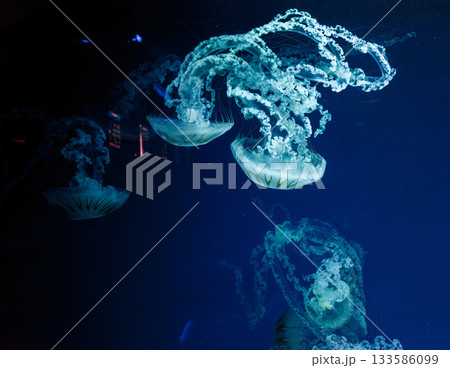 underwater photos of jellyfish chrysaora plocamia south america sea nettle underwater photos of jellyfish chrysaora plocamia south america sea nettle 133586099