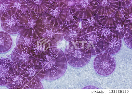 underwater photography jellyfish Cassiopea andromeda, upside down jellyfish 133586139