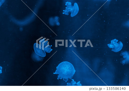 underwater photography jellyfish Phyllorhiza punctata, Australian spotted jellyfish 133586140