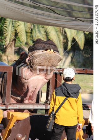 カバ 和歌山 アドベンチャーワールド 餌やり カバフィーディング カバ 和歌山 アドベンチャーワールド 餌やり カバフィーディング 133587048