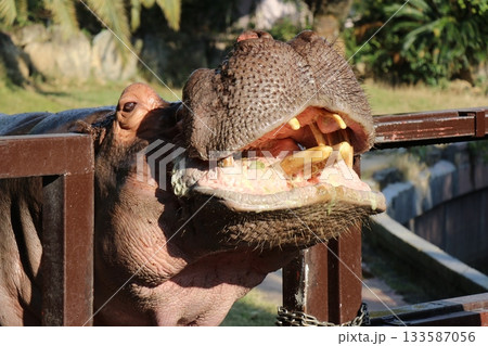 カバ　和歌山　アドベンチャーワールド　餌やり　カバフィーディング 133587056