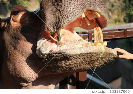カバ　和歌山　アドベンチャーワールド　餌やり　カバフィーディング 133587060