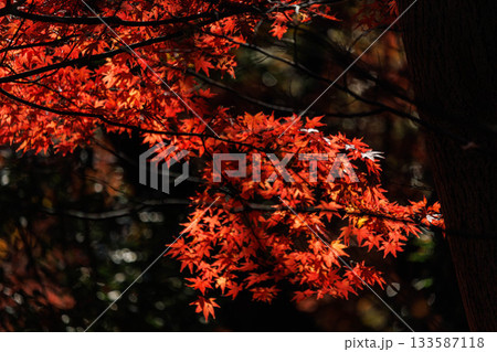 日差しを浴びて真っ赤に色づく紅葉 133587118