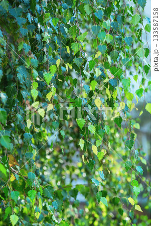 Fresh green birch leaves, thin twigs illuminated by soft sunlight, lush spring summer texture. Natural background with birch leaves for eco themes, forest design, nature concepts 133587158