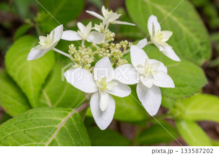 アジサイの花【八重ヤマアジサイ（ヤエヤマアジサイ）】 133587202