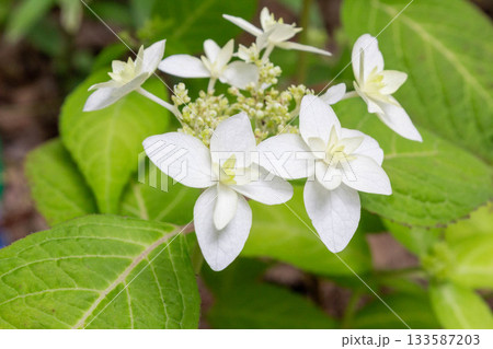 アジサイの花【八重ヤマアジサイ（ヤエヤマアジサイ）】 133587203