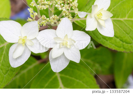アジサイの花【八重ヤマアジサイ（ヤエヤマアジサイ）】 133587204