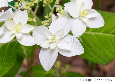アジサイの花【八重ヤマアジサイ(ヤエヤマアジサイ)】 アジサイの花【八重ヤマアジサイ(ヤエヤマアジサイ)】 133587205