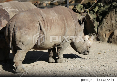 アドベンチャーワールド　ミナミシロサイ　餌やり　フィーディング 133587214