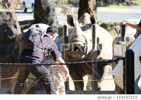 アドベンチャーワールド　ミナミシロサイ　餌やり　フィーディング 133587215