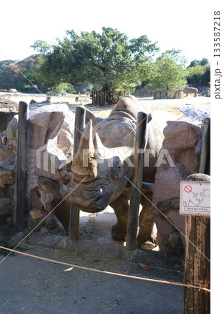アドベンチャーワールド ミナミシロサイ 餌やり フィーディング アドベンチャーワールド ミナミシロサイ 餌やり フィーディング 133587218
