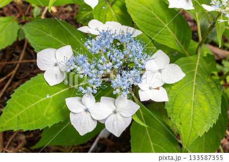 アジサイの花【白甘茶(シロアマチャ)】 アジサイの花【白甘茶(シロアマチャ)】 133587355