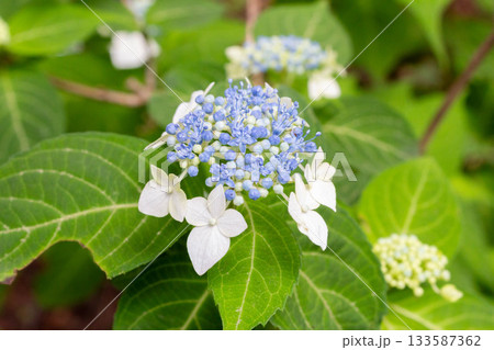 アジサイの花【白甘茶（シロアマチャ）】 133587362