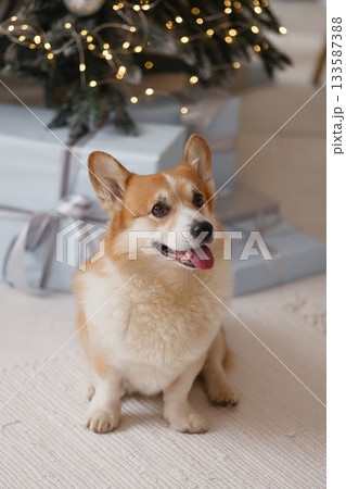 Corgi sitting on white rug near Christmas tree with gifts in cozy room Corgi sitting on white rug near Christmas tree with gifts in cozy room 133587388