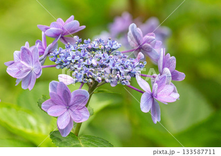 アジサイの花【ティンカーベル】 アジサイの花【ティンカーベル】 133587711