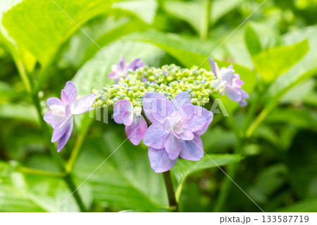 アジサイの花【ティンカーベル】 アジサイの花【ティンカーベル】 133587719