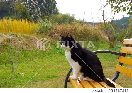 ベンチで休む猫 133587811