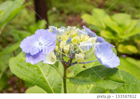 アジサイの花【ホミゴ】 133587812