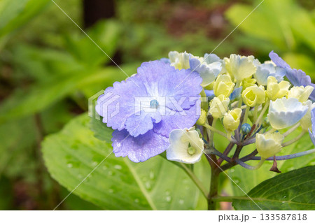 アジサイの花【ホミゴ】 133587818