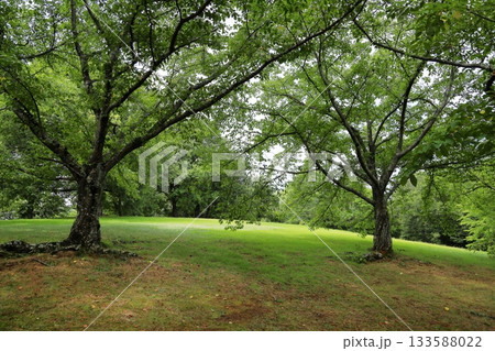 夏の公園 桜の林 夏の公園 桜の林 133588022