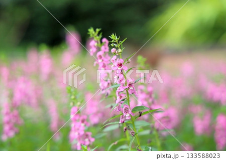 可愛い　アンゲロニアの花 133588023
