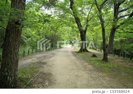 夏の公園　木陰の散歩道 133588024