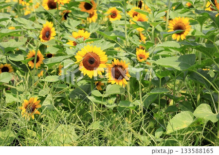 群生 ヒマワリの花 群生 ヒマワリの花 133588165