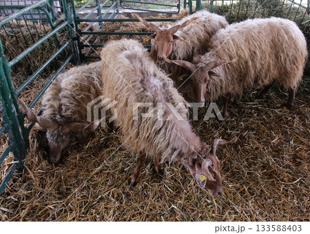 Racka sheep Racka sheep 133588403