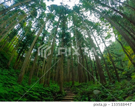 二王子岳の樹林帯 133588447