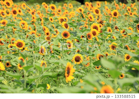 群生　ヒマワリの花 133588515