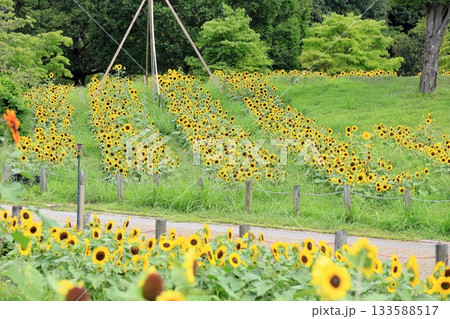 群生 ヒマワリの花 群生 ヒマワリの花 133588517