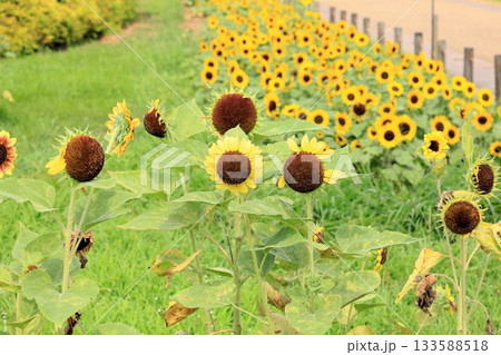 爽やか　ヒマワリの花 133588518