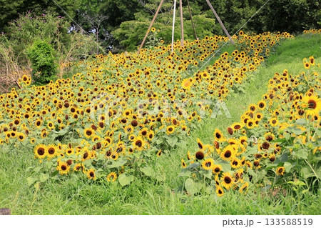 群生 ヒマワリの花 群生 ヒマワリの花 133588519