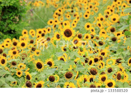 群生 ヒマワリの花 群生 ヒマワリの花 133588520