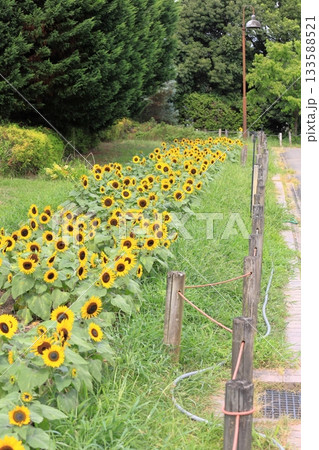 群生　ヒマワリの花 133588521