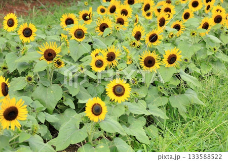 群生　ヒマワリの花 133588522