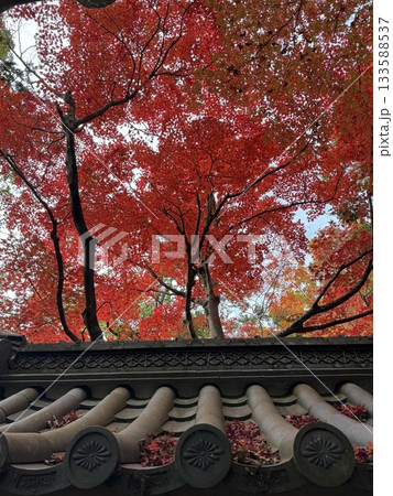 永源寺の紅葉 133588537