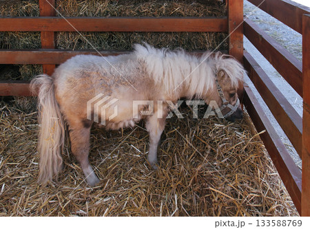 Pony horse 133588769