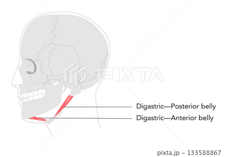 Digastric anterior posterior belly - Upper section of Suprahyoid muscle depicted in detailed labeled chart, assists 133588867