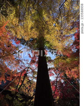 湖東三山　金剛輪寺の紅葉 133588938