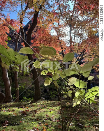 湖東三山　金剛輪寺の紅葉 133588965