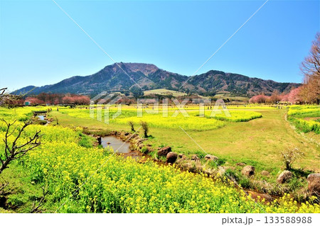 菜の花咲く新潟県上堰潟公園・角田山風景 菜の花咲く新潟県上堰潟公園・角田山風景 133588988