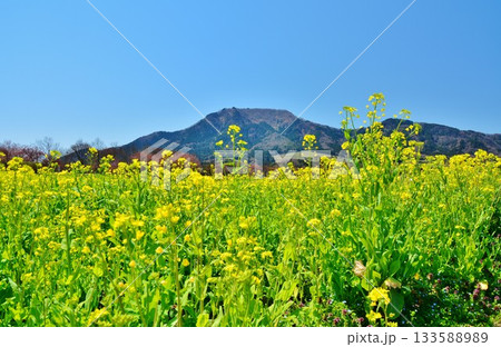 菜の花咲く新潟県上堰潟公園・角田山風景 133588989