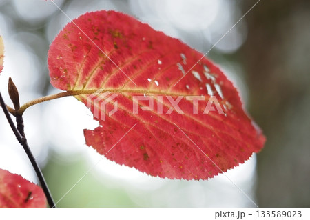 紅葉している葉のアップ 紅葉している葉のアップ 133589023