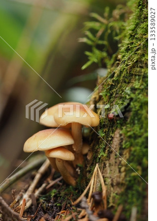 乗鞍高原の散策でみつけたきのこ 乗鞍高原の散策でみつけたきのこ 133589027