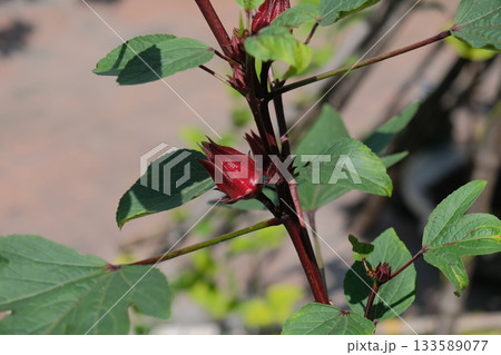 Roselle fruits plant on tree in the garden Roselle fruits plant on tree in the garden 133589077