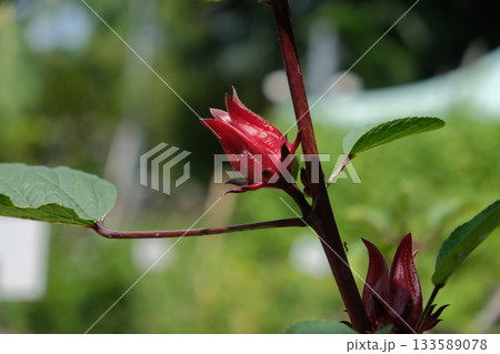 Roselle fruits plant on tree in the garden 133589078