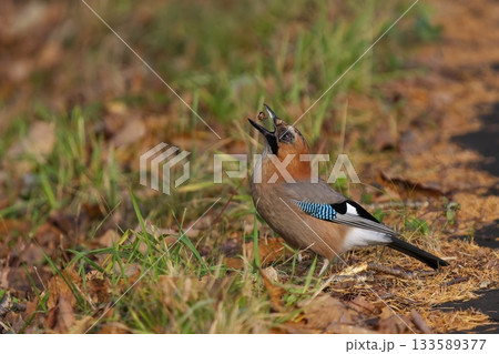 カメムシを食べるカケス カメムシを食べるカケス 133589377